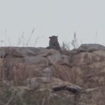 ब्रेकिंग न्यूज़ | सारंगढ़ के केडार डेम के पास बाघ की दस्तक,,, अफवाह,,निकला तेंदुआ