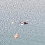 ब्रेकिंग न्यूज मांड नदी में मिली अज्ञात युवक की लाश, इलाके में हड़कंप