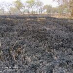 ग्राम खुडुभांठा में खेत में भड़की आग, डेढ़ एकड़ फसल जलकर खाक; सदमे में किसान